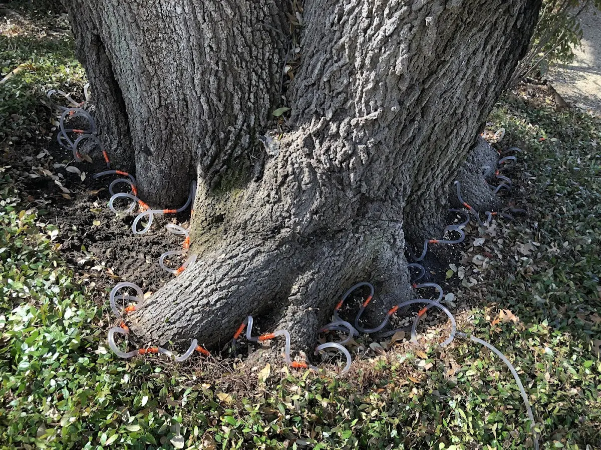 Detailed Tree Cabling and Bracing job site in Woodville