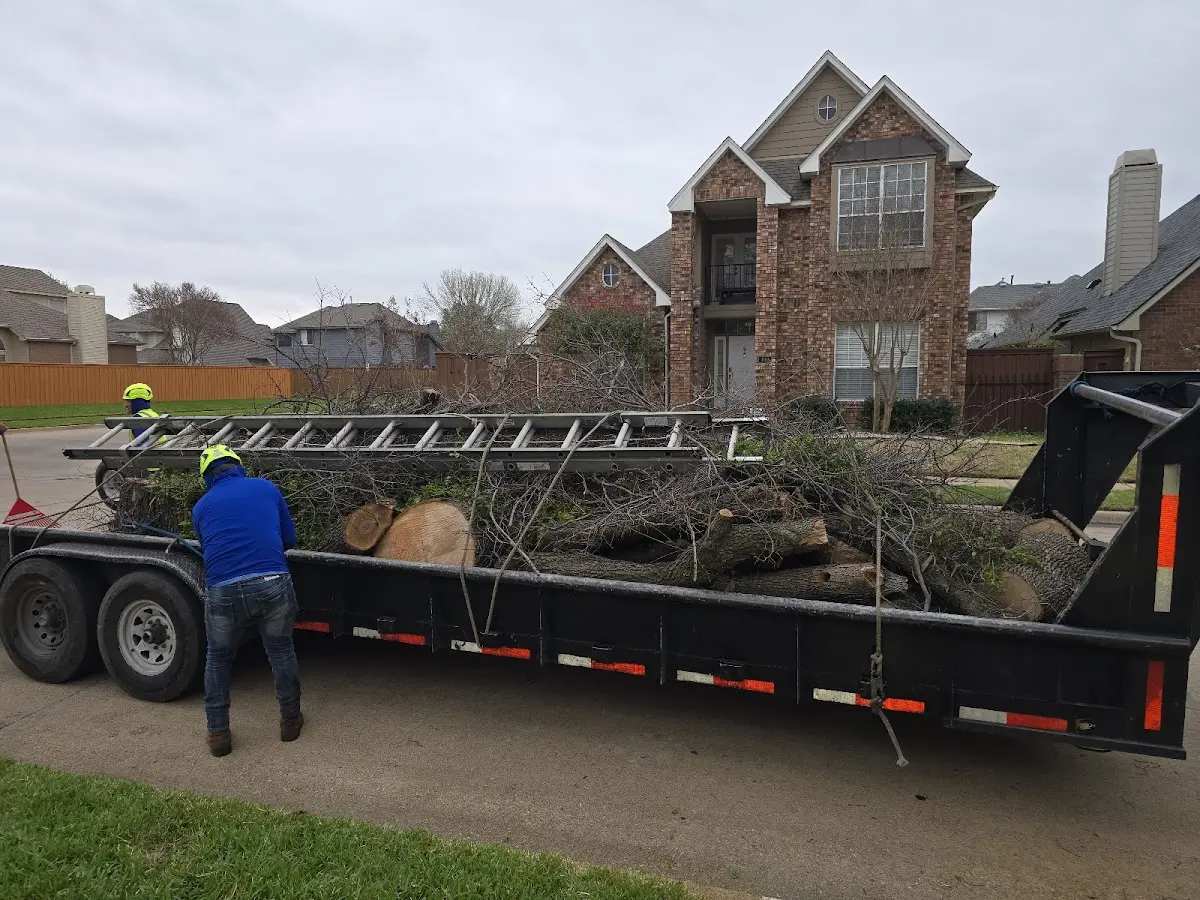 Expert Tree Removal with proper safety equipment in Woodville